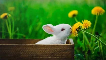 韩国伦理官方app下载